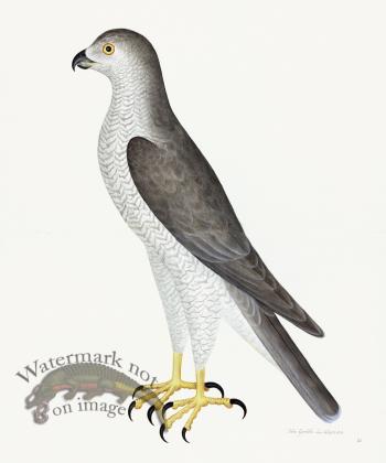 Rudbeck 031 Goshawk 20x24